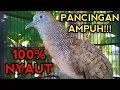 Download Lagu PERKUTUT BANGKOK GACOR SUARA JOS UNTUK PANCINGAN SEMUA PERKUTUT LANGSUNG NYAUT 