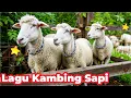 Download Lagu KAMBING LUCU LUCU , SAPI LUCU MAK , TERNAK KAMBING DAN BEBEK , SAPI BESAR DI KURBAN KAMBING KARTUN