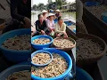 Download Lagu floating market selling high-protein sago worms@fahrurradhi-ai