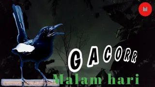 Download Suara pancingan burung KACER dada HITAM gacor di malam hari MP3