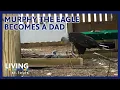 Murphy the Eagle Who Tried to Hatch a Rock Becomes Stepdad for Stranded Eaglet Living St Louis