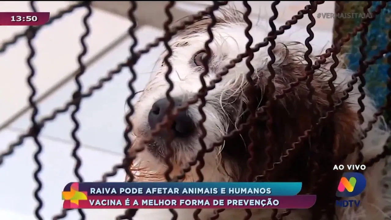 Raiva pode afetar animais e humanos, vacina é a melhor forma de prevenção