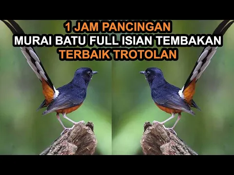 Download MP3 1JAM! Pancingan Masteran MP3 Murai Batu Gacor Full Isian Tembakan Mewah