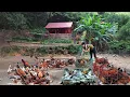 Download Lagu live alone and build a farm in the mountains. Harvest lots of chickens and ducks to sell.