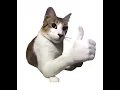 MY FIRST STREAM