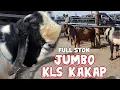 Download Lagu FULL STOK JUMBO‼️HARGA KAMBING HARI INI DIPASAR KEPANJEN MALANG JATIM