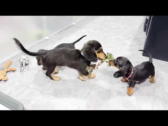 動画