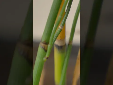Nature's Sandpaper: Horsetail Grass