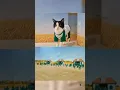 Download Lagu Kucing main Squid Game (cat squid game) #shorts #kucing #squidgame