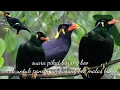 Download Lagu Suara pikat burung beo