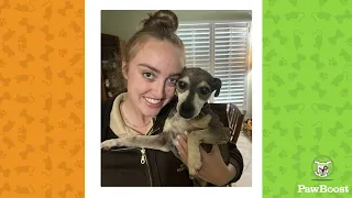 PawBoost Happy Tails