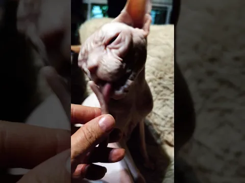Helping My Cat Wash His Tail 👅 #catshorts #cat #shortvideo