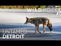 Learning to Coexist with Detroit's Urban Wildlife | WILD HOPE