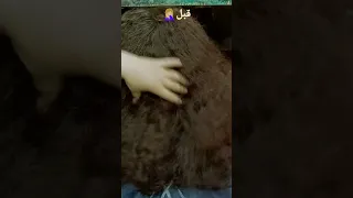 كيفيه علاج الشعر الهايش والمقصف 