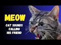 Download Lagu 👉 MEOW 😻❗ THE SOUND OF A CAT CALLING ANOTHER CAT | Cute Cat | Cat Sounds