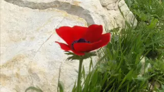 على هذه الارض ما يستحق الحياة محمود درويش 