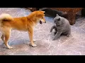 Lagu Funny Moments With Cats and Dogs 🐈 🤣 🐕