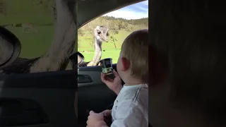 Baby Can T Stop Laughing At Ostrich Eating Food 