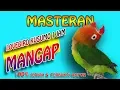 Download Lagu MASTERAN LOVEBIRD KUSUMO NGEKEK PANJANG KONSLET MANGAP MANGAP - 1jam