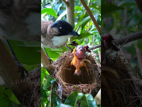cuckoo bird