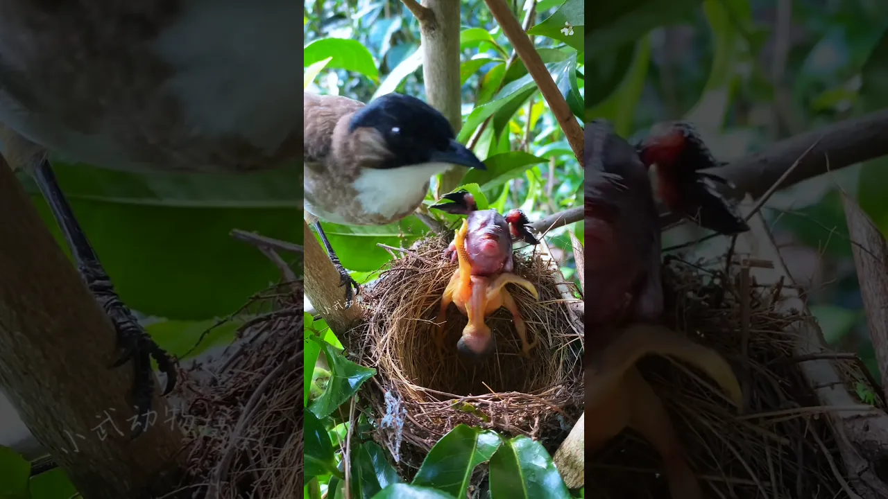 cuckoo bird