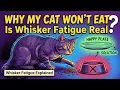 Why Does My Cat Knock Food Out of Their Bowl Whisker Fatigue Explained