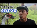 Download Lagu BERBURU ENTOK || #CINGIRE RAMADHAN #15