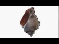 3D Conch shell