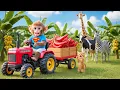🚜🐒 Monkey MiLo Driving a Tractor to Harvest GIANT Mutant Red Bananas | 🐵 COCO MONKEY LIFE 🍌🔥