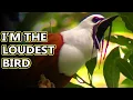 Lagu Bellbird facts: they're very loud | Animal Fact Files