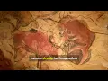 Lascaux Cave paintings The top 10 Facts on these Sacred Caves