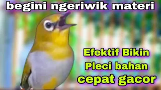 Download Pancingan Pleci Ngeriwik Materi Di Pagi Hari MP3