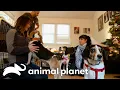 A Dog Family Gets A New Furry Family Member Pit Bulls Parolees Animal Planet