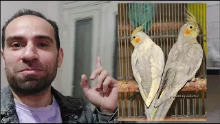                                             دندنها
