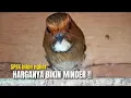 Download Lagu ISTIMEWA‼️GA BAKAL RUGI BELI BURUNG INI JIKA SUDAH DENGAR GACORANYA‼️@KangarifPantau