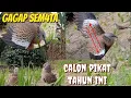 Lagu Calon Pikat Tahun Ini Gagap Semata Mental Bagus Diamankan@terkukur peliharaan 