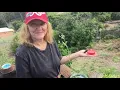 CRAZY Hummingbird Story HOW we go from 1 to 1000 DIY RECIPE Feeder Nest Solar Fountain Garden Plants