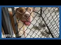 Operation Indy Animals helps address shelter overcrowding with free spay neuter services