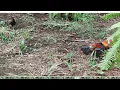 Download Lagu Ayam Hutan Pikat Betina F1 #69