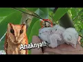 Download Lagu MENCARI SARANG BURUNG HANTU!!! ANAKAN BURUNG HANTU OBAY