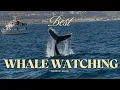 Newport Beach Whale Watching Why Newport Beach Has Great Whale Watching