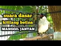 Lagu kutilang betina memanggil jantan di jamin nyaut dan gacor di pancing kutilang ini