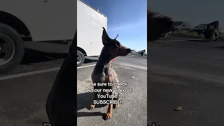 #fyp #doberman #pets #boat