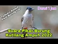 Download Lagu Suara Pikat Burung Kutilang Ampuh 2022 || Durasi 1 Jam