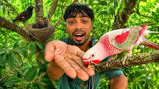 পাখির খাবার আর বাসা একসাথে  🤗!!“Pakhir khabar dilam. mD Baker