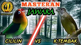 lovebird vs kapas tembak masteran tembakan terbaik untuk burung lombaa