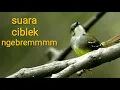 Download Lagu Suara Burung Ciblek Ngebrem