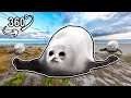 Bouncing Seals 2025 VR 360
