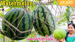 วิธีปลูกแตงโมในน้ำ ปลูกแตงโมลอยฟ้า (Eng/Sub) Grow Watermelon in water Aquaponics system EP.630