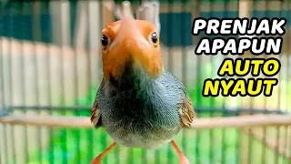 suara pikat prenjak kepala merah terbukti ampuh suara prenjak tamu ribut untuk pikat